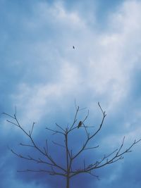 Low angle view of bird flying against sky