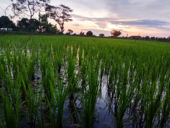 Scenic view of agricultural field against sky during sunset