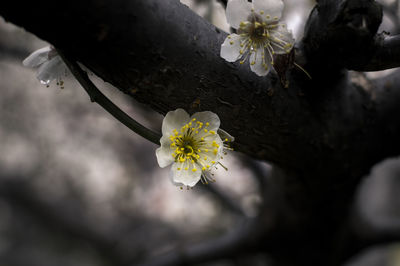 Close-up of white flowers on branch