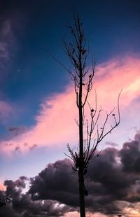 Low angle view of silhouette bare tree against dramatic sky