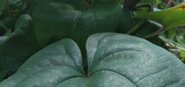 Close-up of fresh green leaves