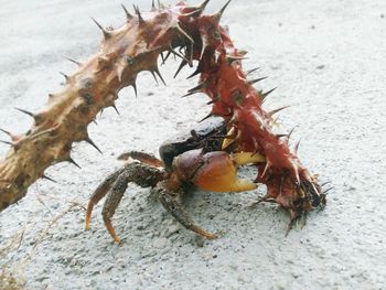 Close-up of insect on beach