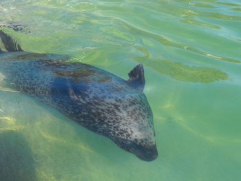 High angle view of fish swimming in sea