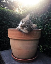 Portrait of cat sitting outdoors