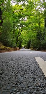 Surface level of road amidst trees in city
