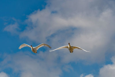 Low angle view of seagulls flying in sky