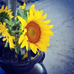 Close-up of sunflower