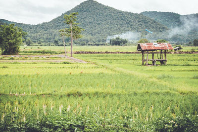 Scenic view of agricultural field