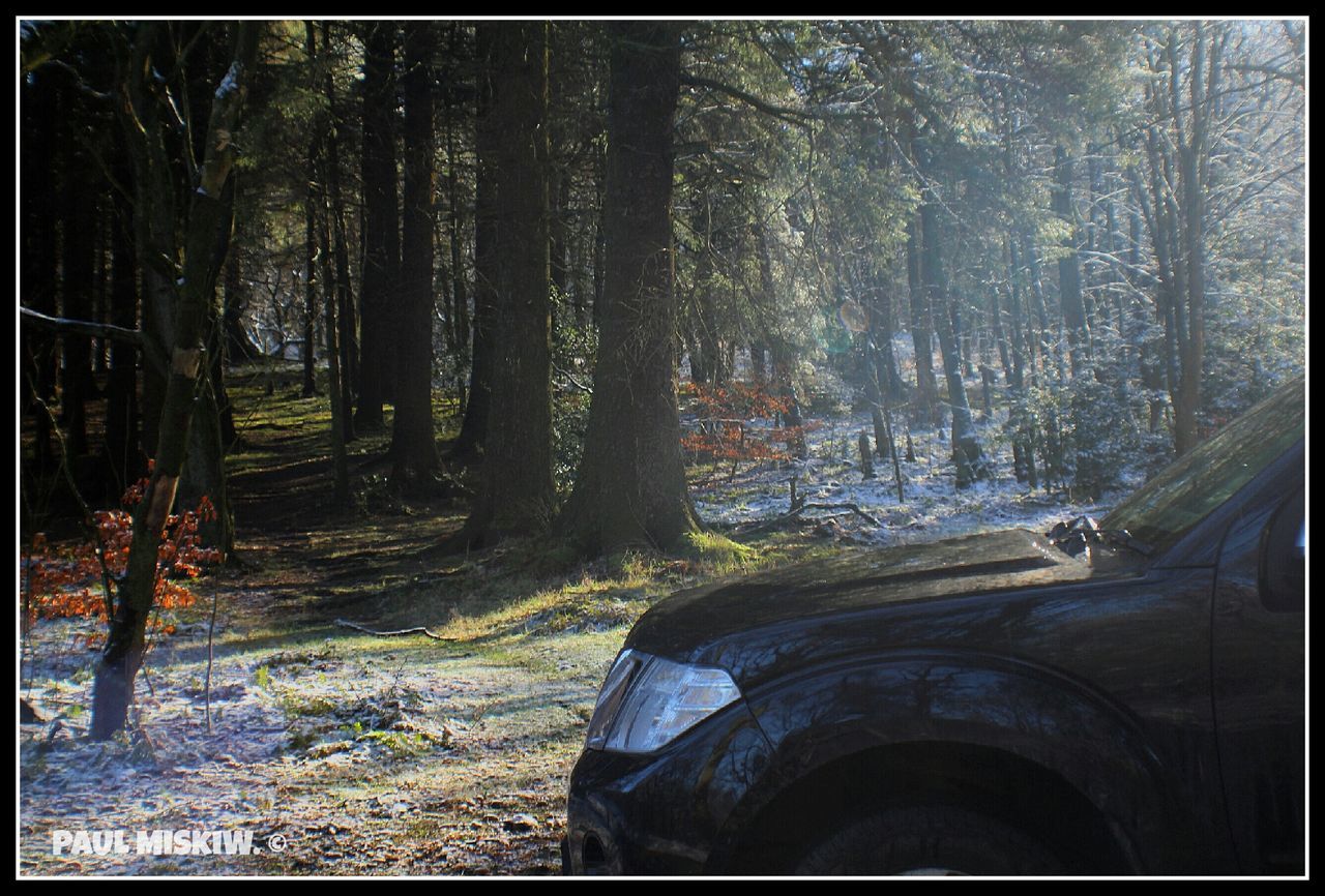 VIEW OF TREES IN FOREST