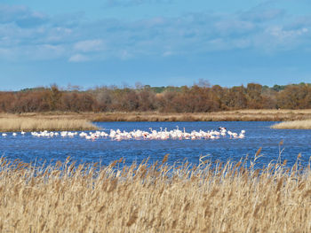 Flamingos - landscape next to camargue 