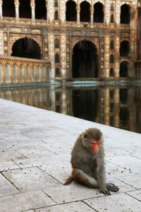 Monkey sitting by pond at hanuman temple