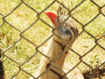 Close-up portrait of rooster in cage seen through chainlink fence