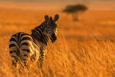 Zebra standing on field during sunset
