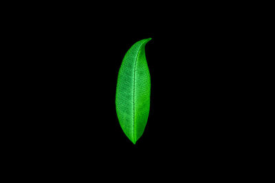 Close-up of green leaf against black background