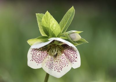 Close-up of flowering plant