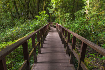 Wooden footbridge amidst trees in forest