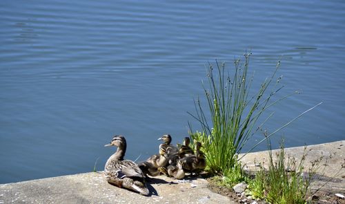 Ducks on rock at lakeshore