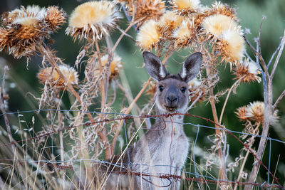 Close-up of deer on field