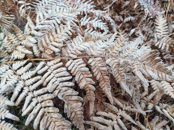 Full frame shot of dry fern leaves coveted with front at wintet