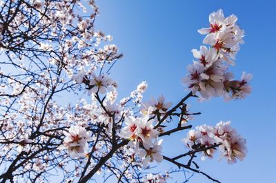 Low angle view of cherry blossoms against sky