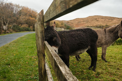 Horse standing on field