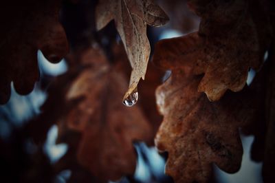 Close-up of water drops on autumn leaves