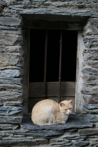 View of a cat sitting on window