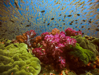 View of fish swimming in sea