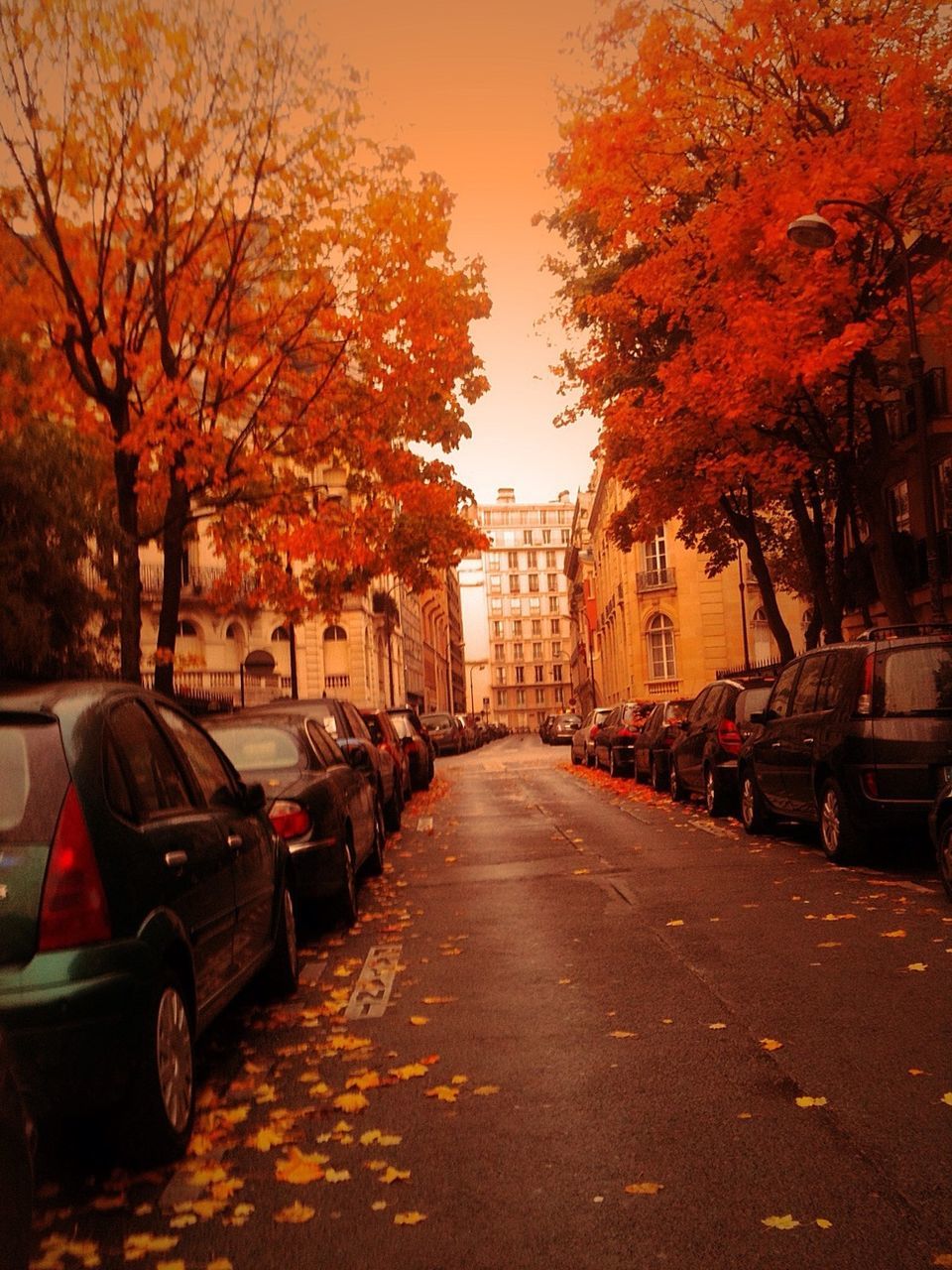 transportation, car, building exterior, land vehicle, mode of transport, street, tree, architecture, the way forward, built structure, city, autumn, road, diminishing perspective, treelined, bare tree, parking, season, vanishing point, parked