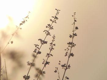 Low angle view of birds on plant against sky