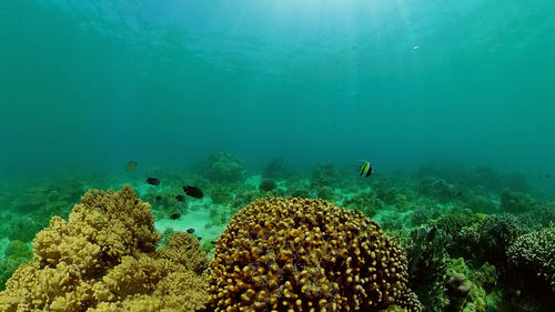Fish swimming in sea
