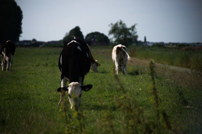 Rear view of cow grazing on field