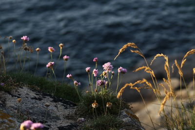 Close-up of flowers blooming at sea shore