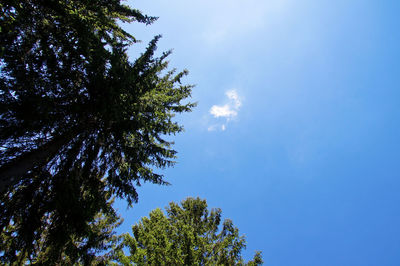 Low angle view of tree against blue sky