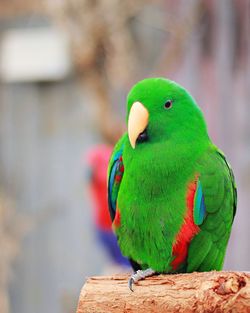 Close-up of parrot perching on wood