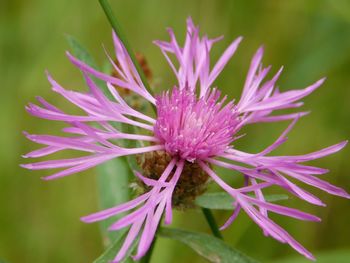 Close-up of purple flower