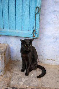 Portrait of black cat sitting on entrance