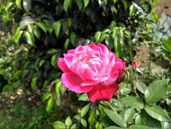 Close-up of pink rose blooming outdoors