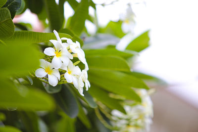 Close-up of white flowering plant