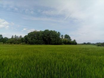 Scenic view of agricultural field against sky