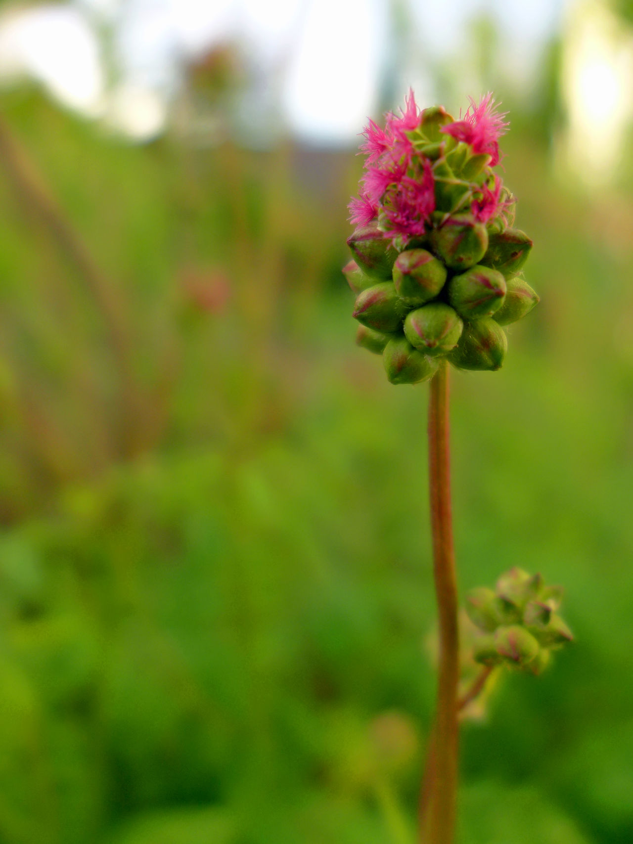 Sanguisorba minor