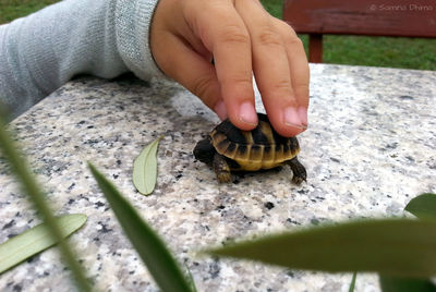 Close-up of hand feeding