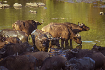 Sheep in a lake