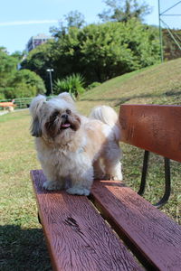 Dog sitting on bench
