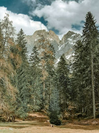 Scenic view of pine trees against sky