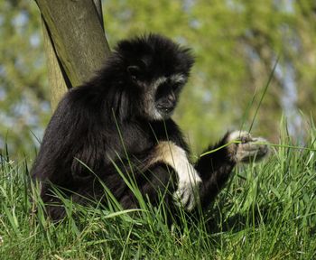 View of gorilla sitting on land