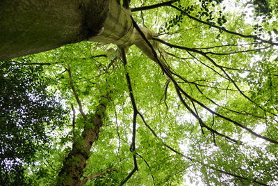 Low angle view of tree in forest