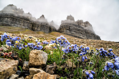 Purple flowering plants by rocks on field against sky