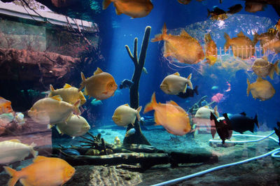 Close-up of fish swimming in aquarium