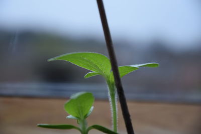 Close-up of plant